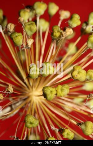 Fleur gros plan botanique allium nigrum famille amaryllidaceae haute qualité grands imprimés Banque D'Images