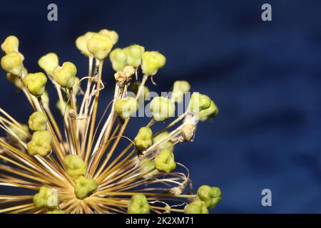 Fleur gros plan botanique allium nigrum famille amaryllidaceae haute qualité grands imprimés Banque D'Images
