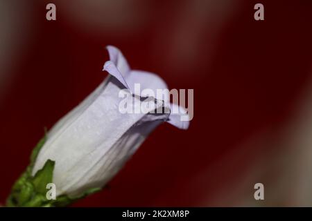 Fleur gros plan Campanula famille moyenne campanulaceae haute qualité tirages grand format boutique affiches mur maison décoration plantes naturelles Banque D'Images