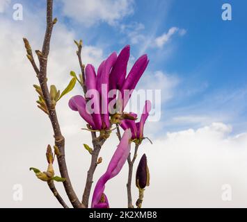 Fleurs de magnolia violet Banque D'Images