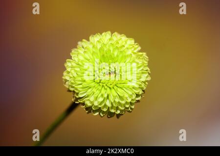 Fleur verte gros plan Chrysanthemum indicum famille Compositae fond botanique grande qualité impression décoration d'intérieur Banque D'Images