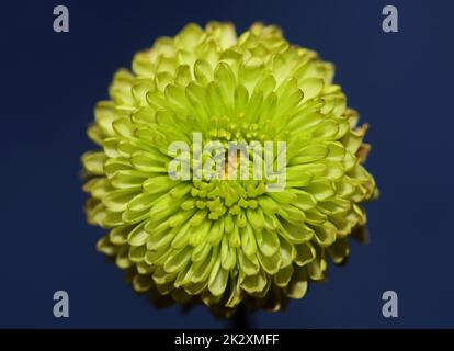 Fleur verte gros plan Chrysanthemum indicum famille Compositae fond botanique grande qualité impression décoration d'intérieur Banque D'Images