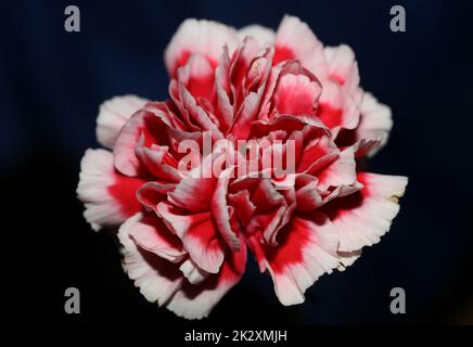 Fleurs rouges gros plan dianthus caryophyllus famille caryophyllaceae fond botanique moderne de haute qualité grand format imprimé Banque D'Images