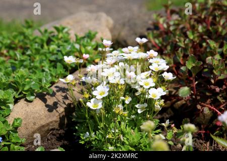 Fleurs blanches de printemps de saxifraga Ã— arendsii fleurir dans le jardin de roche, gros plan Banque D'Images