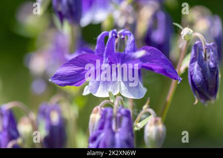 Belle fleur de couleur rose Aquilegia vulgaris floraison dans le jardin, gros plan Banque D'Images