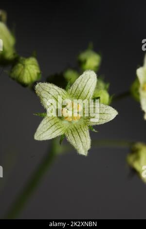 Fleur d'étoile jaune gros plan botanique famille Bryonia alba cucurbitaceae grandes tailles impressions de haute qualité Banque D'Images