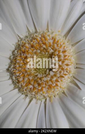 Fleur blanche gros plan botanique Gerbera jamesonii famille Compositae grande taille impression de haute qualité Banque D'Images