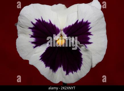 Fower Blossom gros plan botanique famille des pansy violaceae grands tirages de haute qualité Banque D'Images