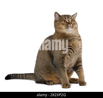 Adulte gris chat écossais droit assis sur un fond blanc Banque D'Images