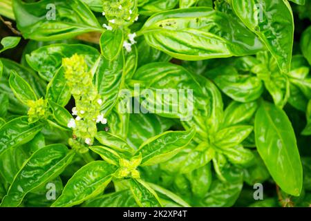 Plante de basilic avec fleurs blanches fond vert. Herbe en fleur Banque D'Images