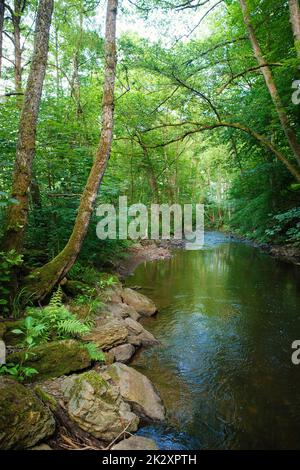 Cours d'eau dans la forêt en été, paysage en Allemagne près de Trèves, rivière Ruwer dans la vallée de la Moselle Banque D'Images