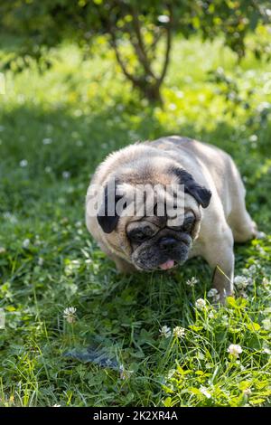 Un pug se trouve sur un pré et surveille la région Banque D'Images