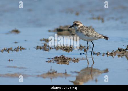 Le pluvier immature de Kittlitz, Charadrius pecuarius, dans un lagon. Banque D'Images