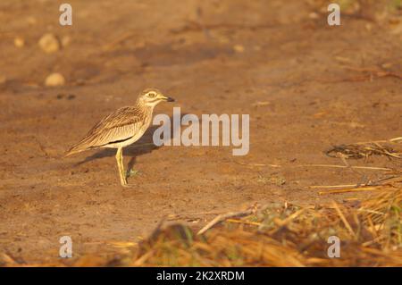 Sénégal Burhinus senegalensis à genoux épais dans le Parc National des oiseaux du Djoudj. Banque D'Images