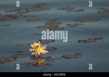 Fleur de Lotus égyptien blanc Nymphaea lotus. Banque D'Images