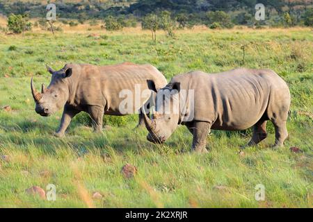 Paire de rhinocéros blancs dans un habitat naturel Banque D'Images