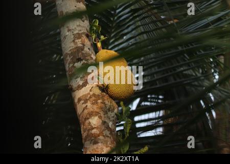 Un fruit de cric sur un arbre de fruits de cric Banque D'Images