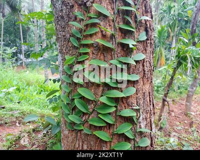 Une plante grimpante sur un arbre trunkivy, tige, botanique, grimpeur, jardin, feuillage, feuille, super-réducteur, ornemental, décoration, croissance, naturelle, branche d'arbre, escalade, vigne, nature, vert, fond, racine, peinture, texture, ornement, rambler, vert permanent, forêt, liana, Banque D'Images