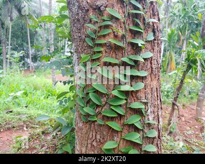 Une plante grimpeur sur un tronc d'arbre Banque D'Images