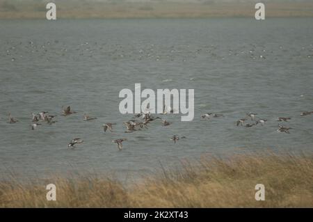 Troupeau de canards dans le parc national des oiseaux du Djoudj. Banque D'Images