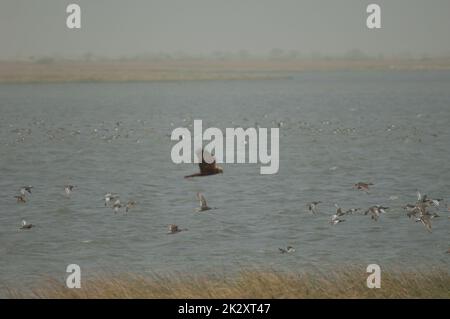 Troupeau de canards et de marais de l'Ouest au premier plan. Banque D'Images