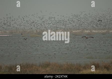 Troupeau de canards dans le parc national des oiseaux du Djoudj. Banque D'Images