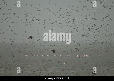 Troupeau de plus grands flamants et canards dans un lagon. Banque D'Images