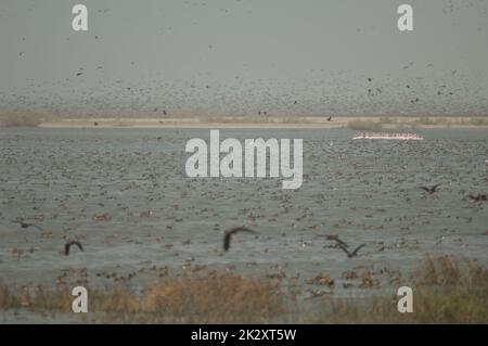 Troupeau de plus grands flamants et canards dans un lagon. Banque D'Images