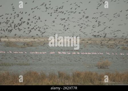 Troupeau de plus grands flamants et canards dans un lagon. Banque D'Images