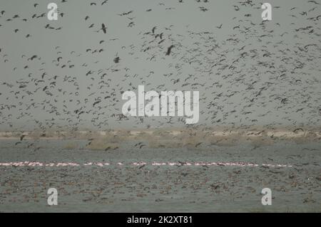 Troupeau de plus grands flamants et canards dans un lagon. Banque D'Images