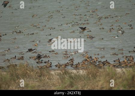 Troupeau de canards dans le parc national des oiseaux du Djoud. Banque D'Images