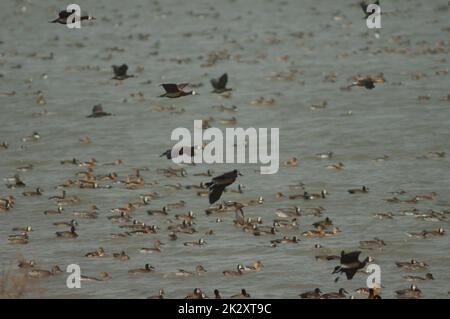 Troupeau de canards dans les oiseaux du Djoud. Banque D'Images