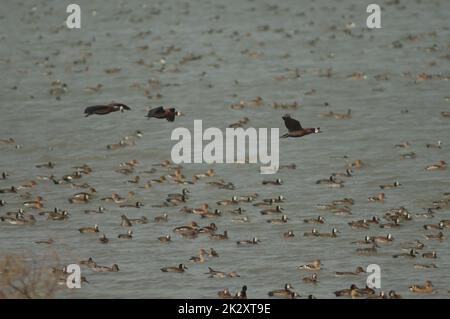 Troupeau de canards dans les oiseaux du Djoud. Banque D'Images