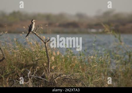 Reed cormorant Microcarbo africanus sur un arbre. Banque D'Images