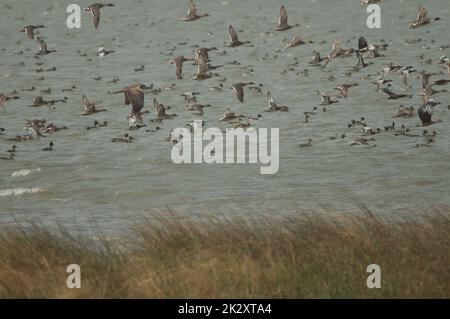 Marais de l'Ouest et troupeau de canards. Banque D'Images