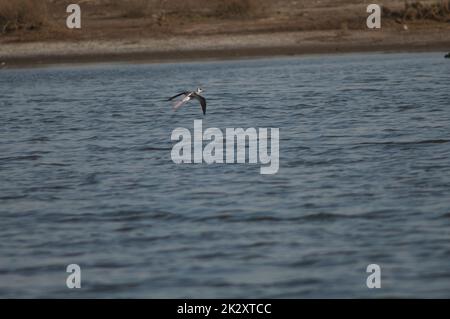 Pilotis à ailes noires au-dessus d'un lagon. Banque D'Images
