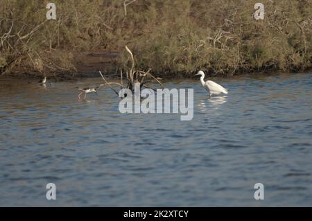 Petite aigrette et pilotis à ailes noires dans un lagon. Banque D'Images