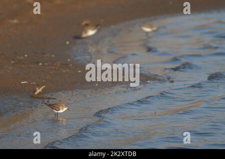 Petite maison Calidris minuta dans un lagon. Banque D'Images