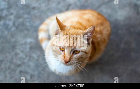 Un jeune chat rayé rouge assis sur le sol regarde et demande de la nourriture. Vue de dessus, mise au point sélective douce, pose à plat. Banque D'Images