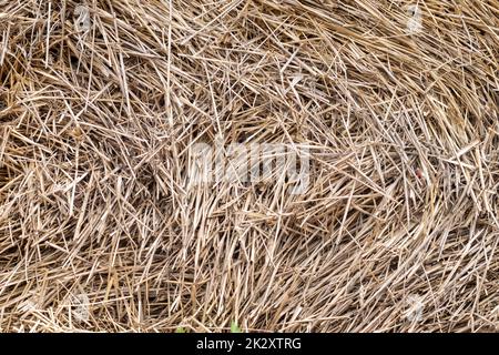 Paille, texture paille sèche, style vintage pour le design. Paille jaune homogène dans une pile. Paquet de foin jaune séché. Tiges sèches de céréales et de légumineuses restantes après le battage. Banque D'Images