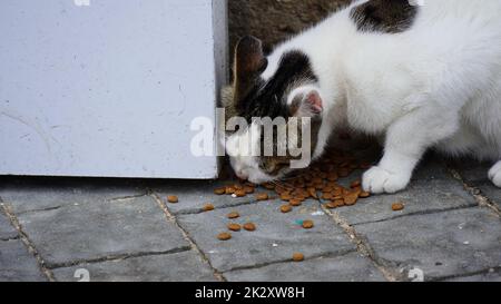 Alimentation des chats isolés. Chat noir et blanc mangeant de la nourriture sèche pour chat Banque D'Images