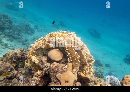 Récif de corail pittoresque et coloré au fond de la mer tropicale, coraux de feu et de cerveau, paysage sous-marin Banque D'Images