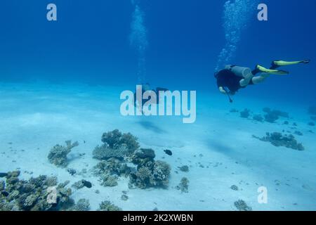 Groupe de plongeurs au-dessus du récif de corail au fond de la mer tropicale, paysage sous-marin Banque D'Images