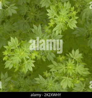 La marijuana seamless background Banque D'Images