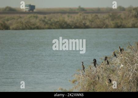 Cormorans Reed et camion en arrière-plan. Banque D'Images