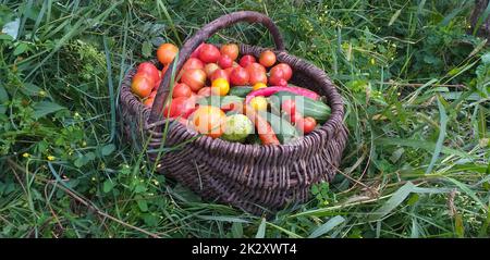 un panier en osier avec une récolte de tomates, de concombres et de poivrons se tient dans l'herbe verte Banque D'Images