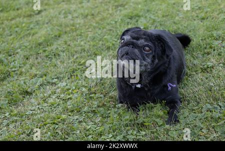 Pug sénior noir Banque D'Images