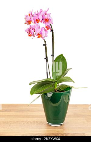 Belle fleur d'orchidées de Phalaenopsis pourpre dans pot de verre sur fond blanc. Banque D'Images