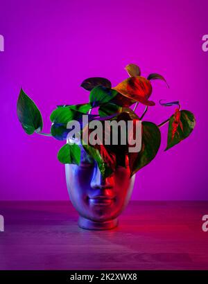 Plante de Pothos doré dans un pot en forme de tête sur fond magenta foncé. Banque D'Images