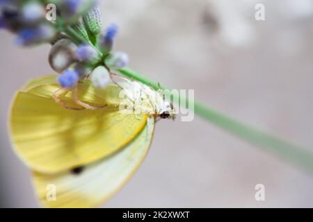 une araignée de crabe mange un papillon de chou blanc Banque D'Images